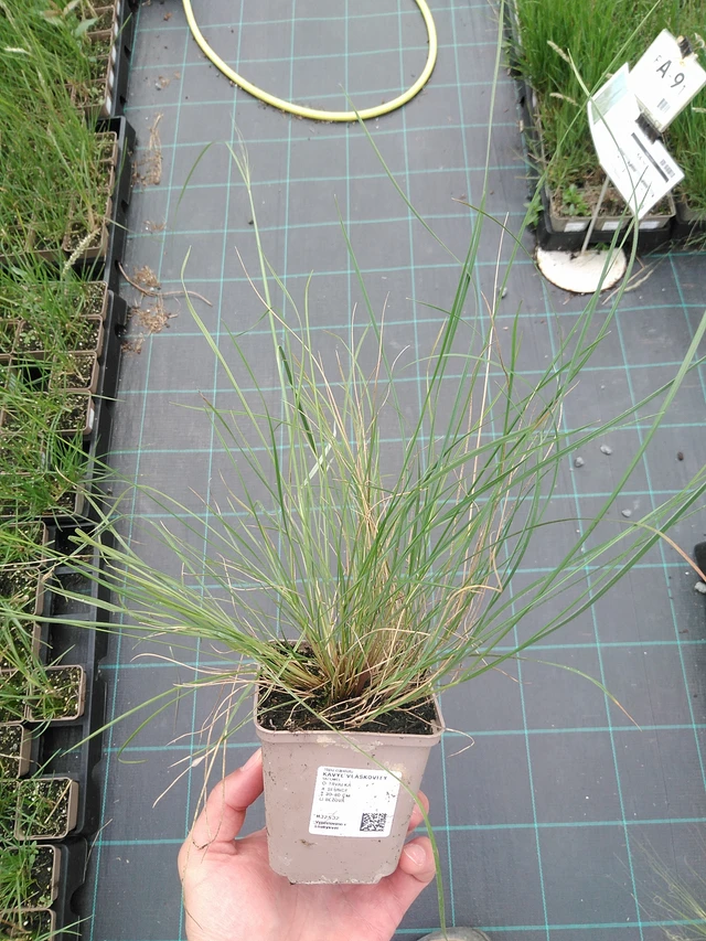 Töyhtövilja vláskovitý - 29. 7. 2025