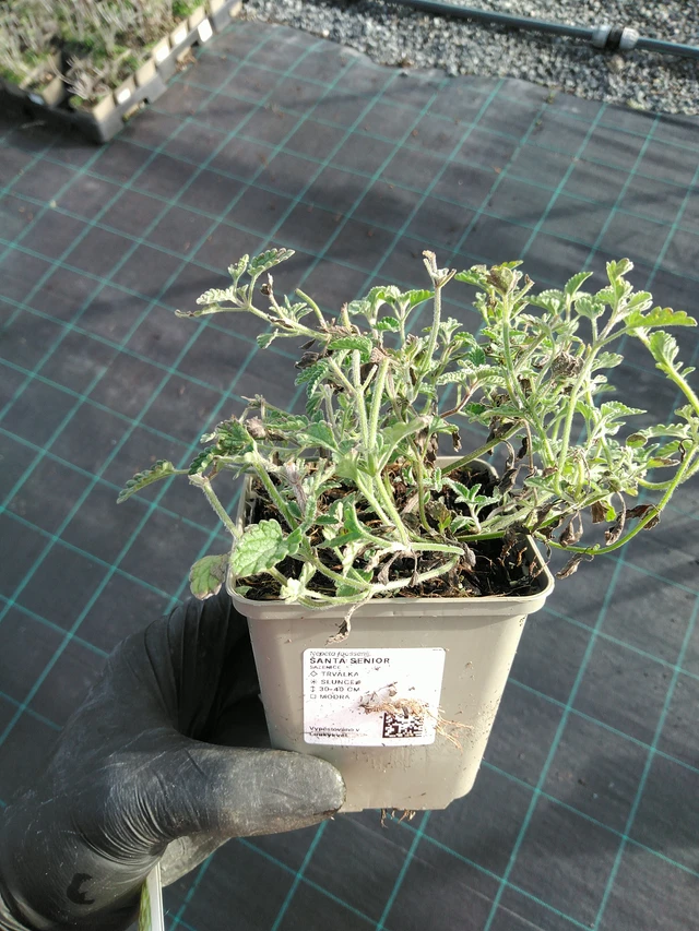 Catnip Senior - 31. 10. 2025