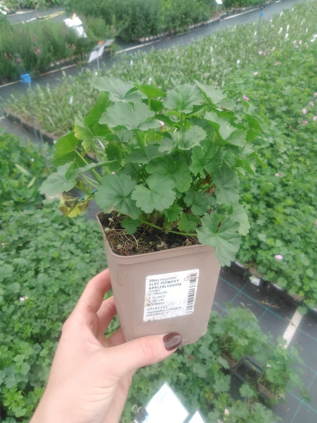 Myskihaukko Appleblossom - 2024