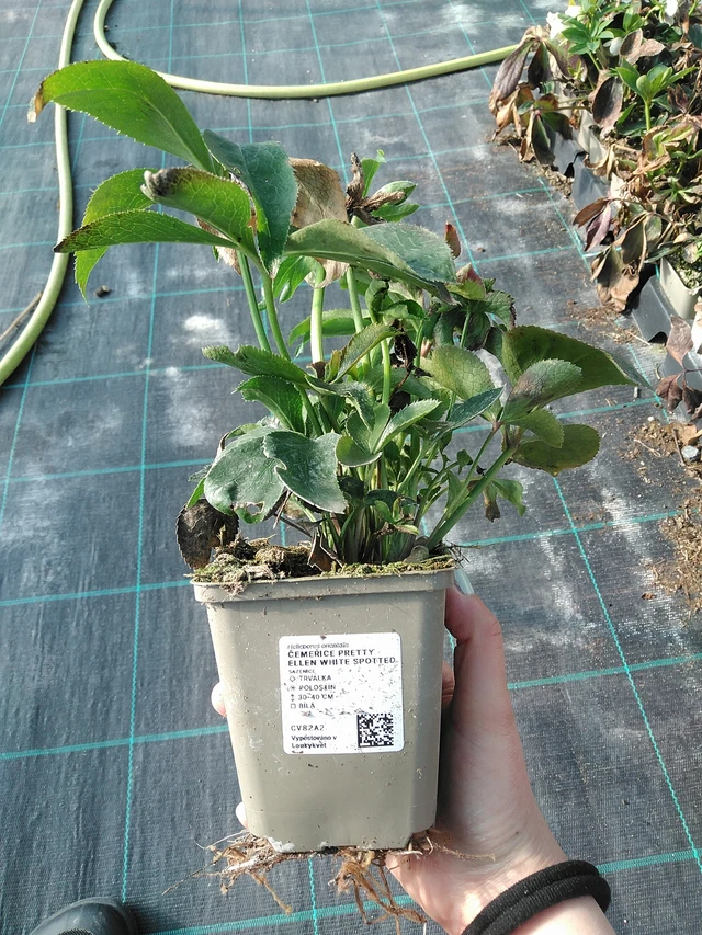 Hunyor Pretty Ellen White Spotted - 7. 4. 2026