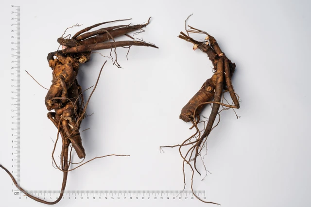 Pivoňka Bridal Shower - 2024