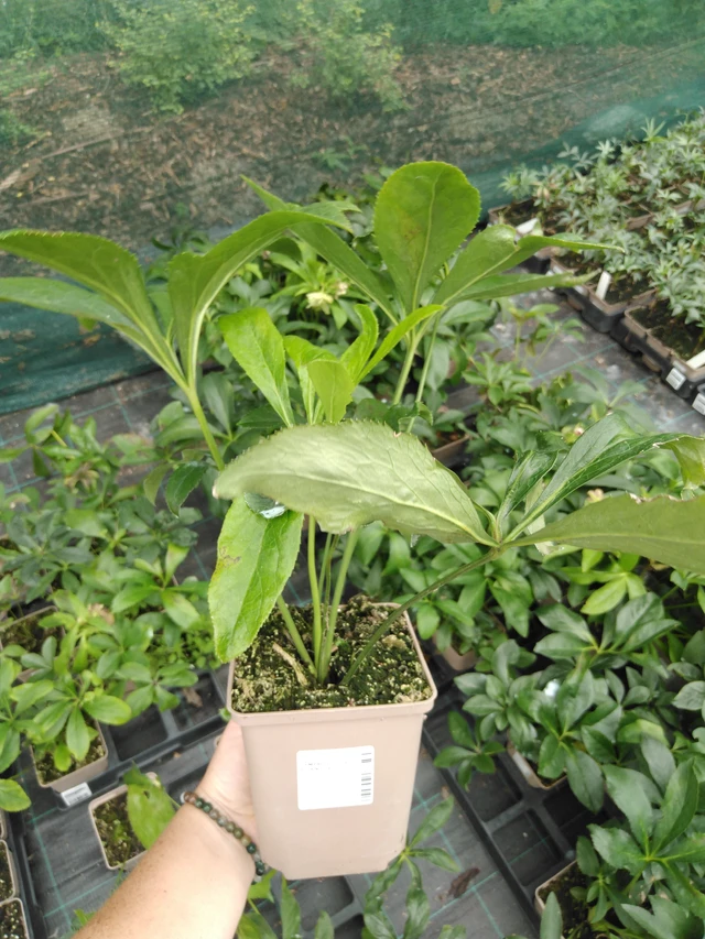 Julros Double Ellen Flash - 2024