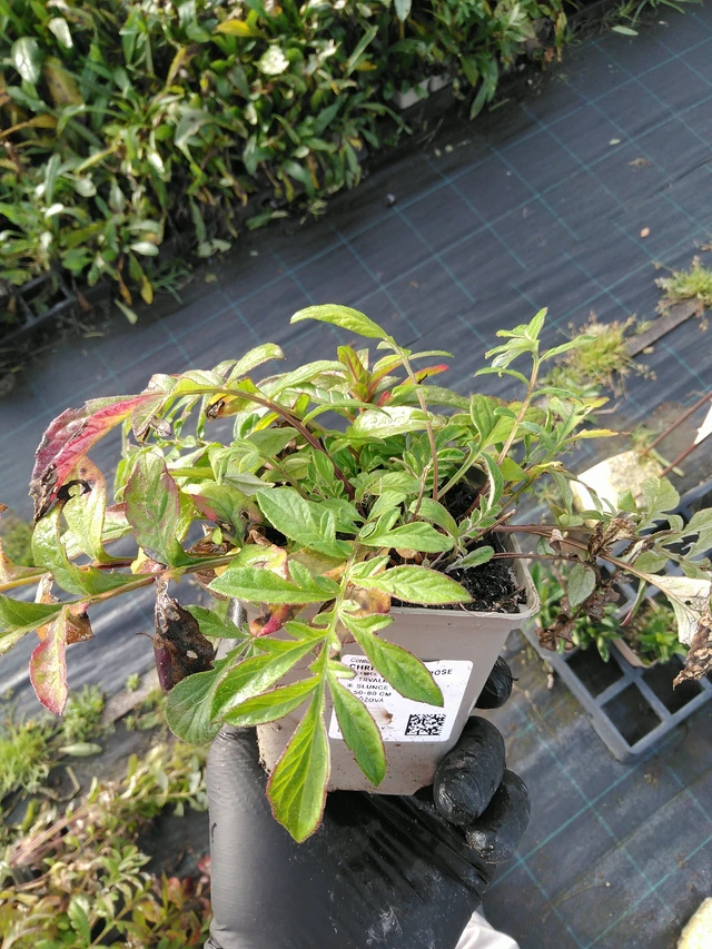 Aciano Bright Rose - 31. 10. 2025