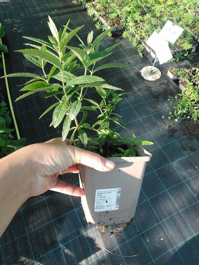 Rozrazilovec Album - 19. 8. 2025