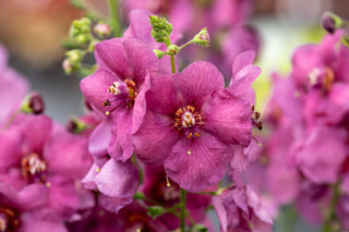 Divizna Plum Smokey, Loukykvět