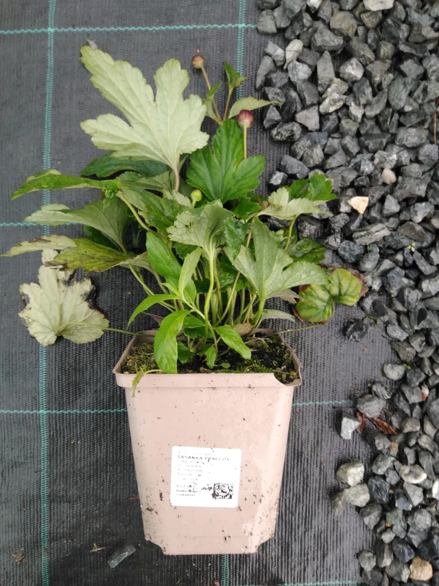 Sasanka Praecox - 10. 9. 2025