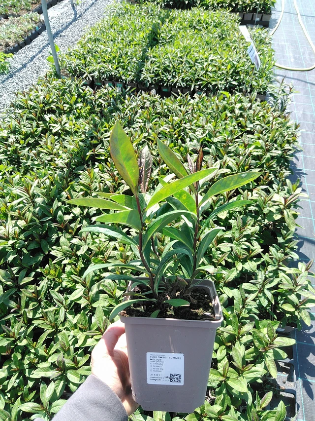 Flox Sweet Summer Melody - 13. 5. 2025