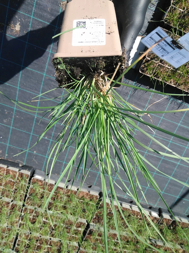 Pěchava podzimní - 19. 8. 2025