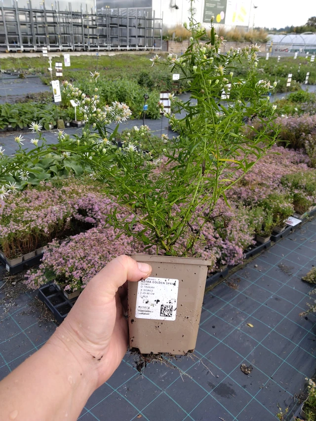 Asteri Golden Spray - 9. 10. 2025