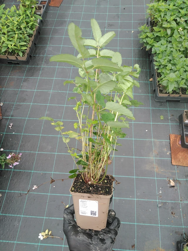 Krvavec - 4. 8. 2025