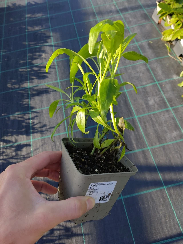 Baby's Breath Snowcloud White - 17. 9. 2025