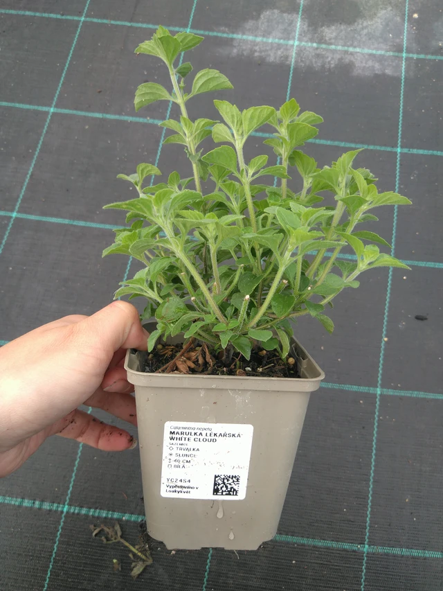 Mirrinminttu White Cloud - 11. 7. 2025