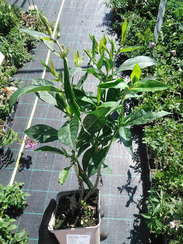 Phlox Sweet Summer Sensation - 19. 8. 2025