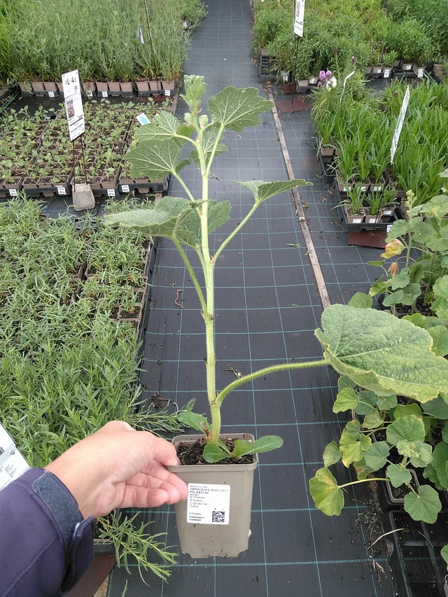 Malva Spotlight Polarstar - 11. 7. 2025