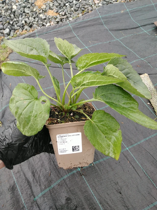 Rudbeckia Goldsturm - 10. 9. 2025