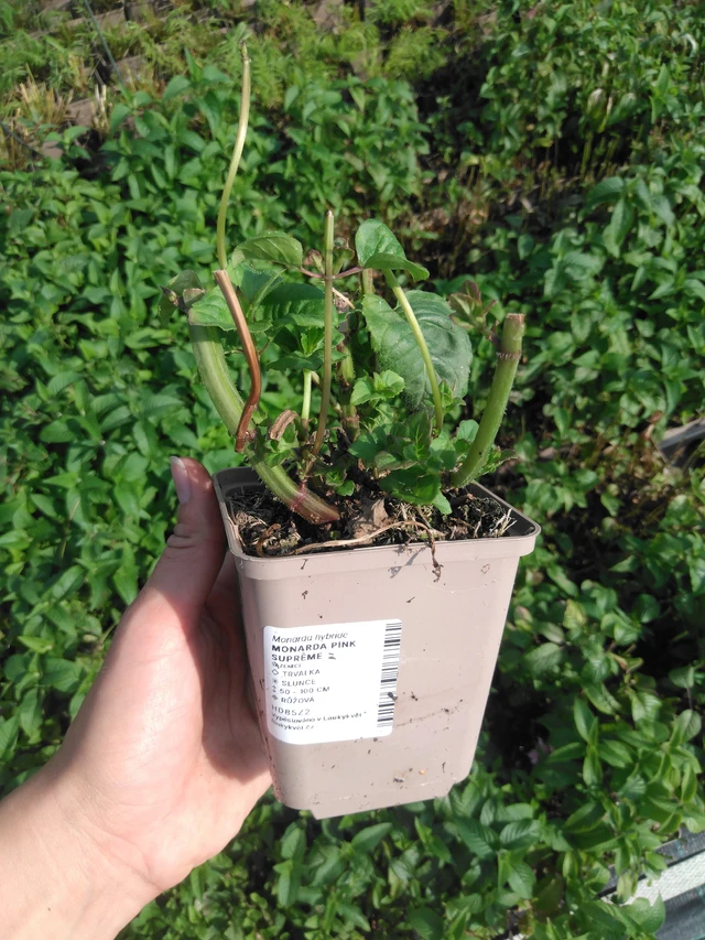 Monarda Pink Suprême - 2024