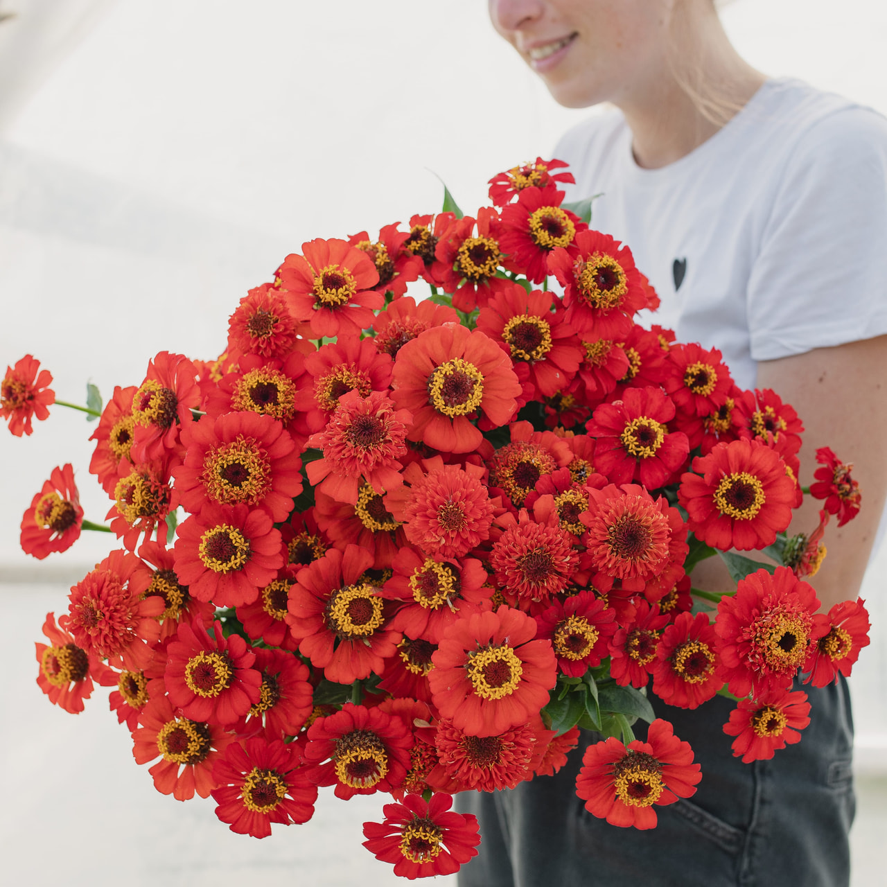 Cínie Zinderella Red, Loukykvět