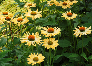 Echinacea Aloha, Loukykvět