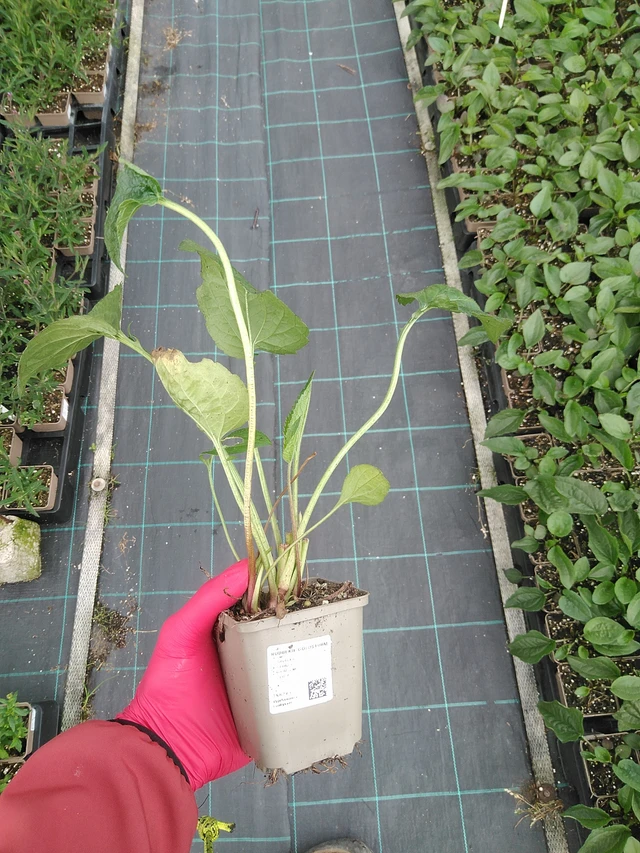 Rudbeckia Goldsturm - 29. 7. 2025