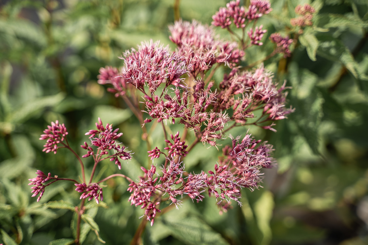 Sadec Atropurpureum, Loukykvět