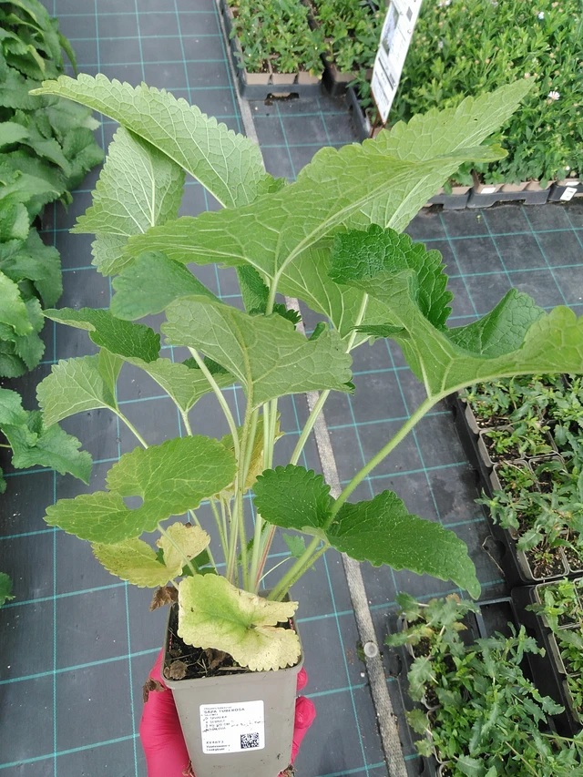 Sápa Tuberosa - 29. 7. 2025