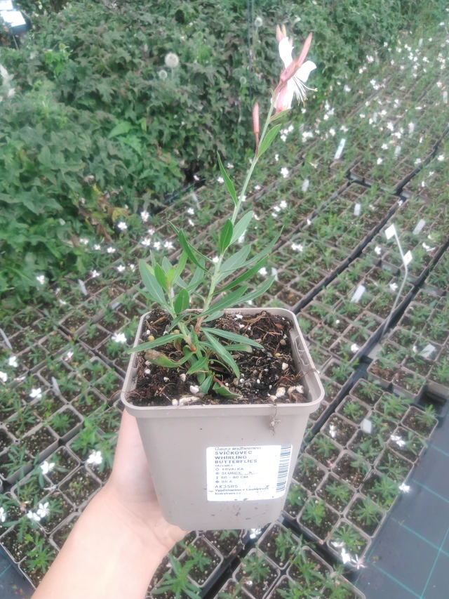 Svíčkovec Whirling Butterflies - 2024