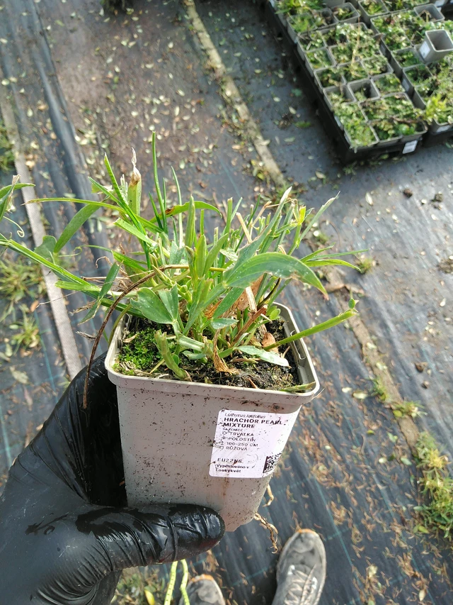 Hajuherne Pearl Mixture - 31. 10. 2025