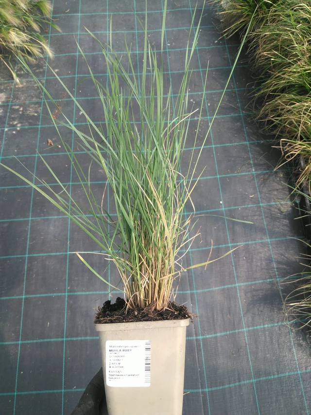 Muhla Ruby - 10. 7. 2025