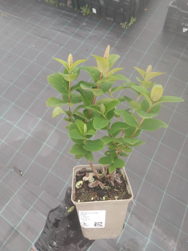 Hipérico Globo Coral - 23. 10. 2025