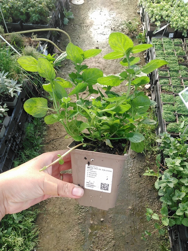 Menta Eau de Cologne - 19. 8. 2025