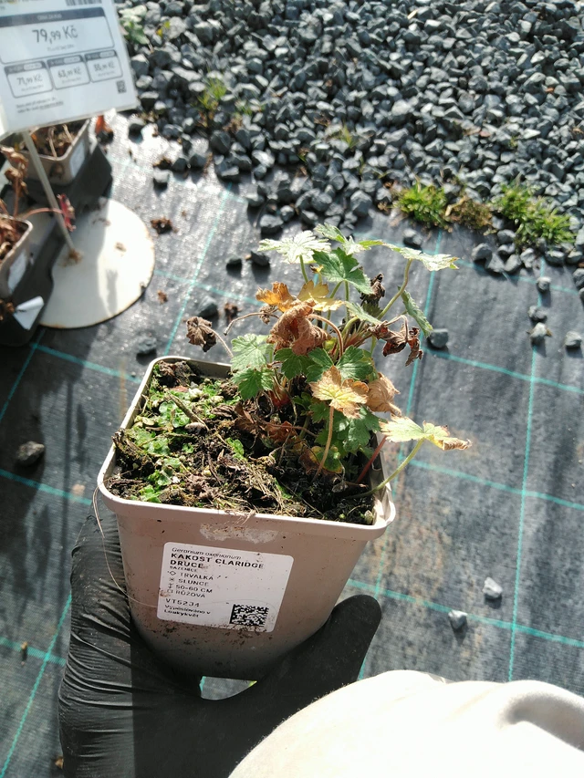 Kurjenpolvi Claridge Druce - 31. 10. 2025