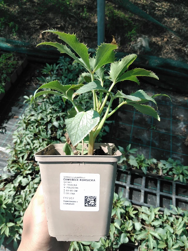 Hellebore korsická - 13. 5. 2025