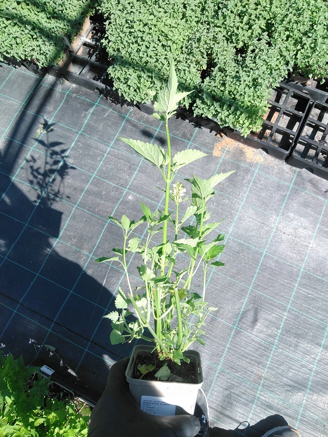 Iisoppi Alabaster - 19. 8. 2025