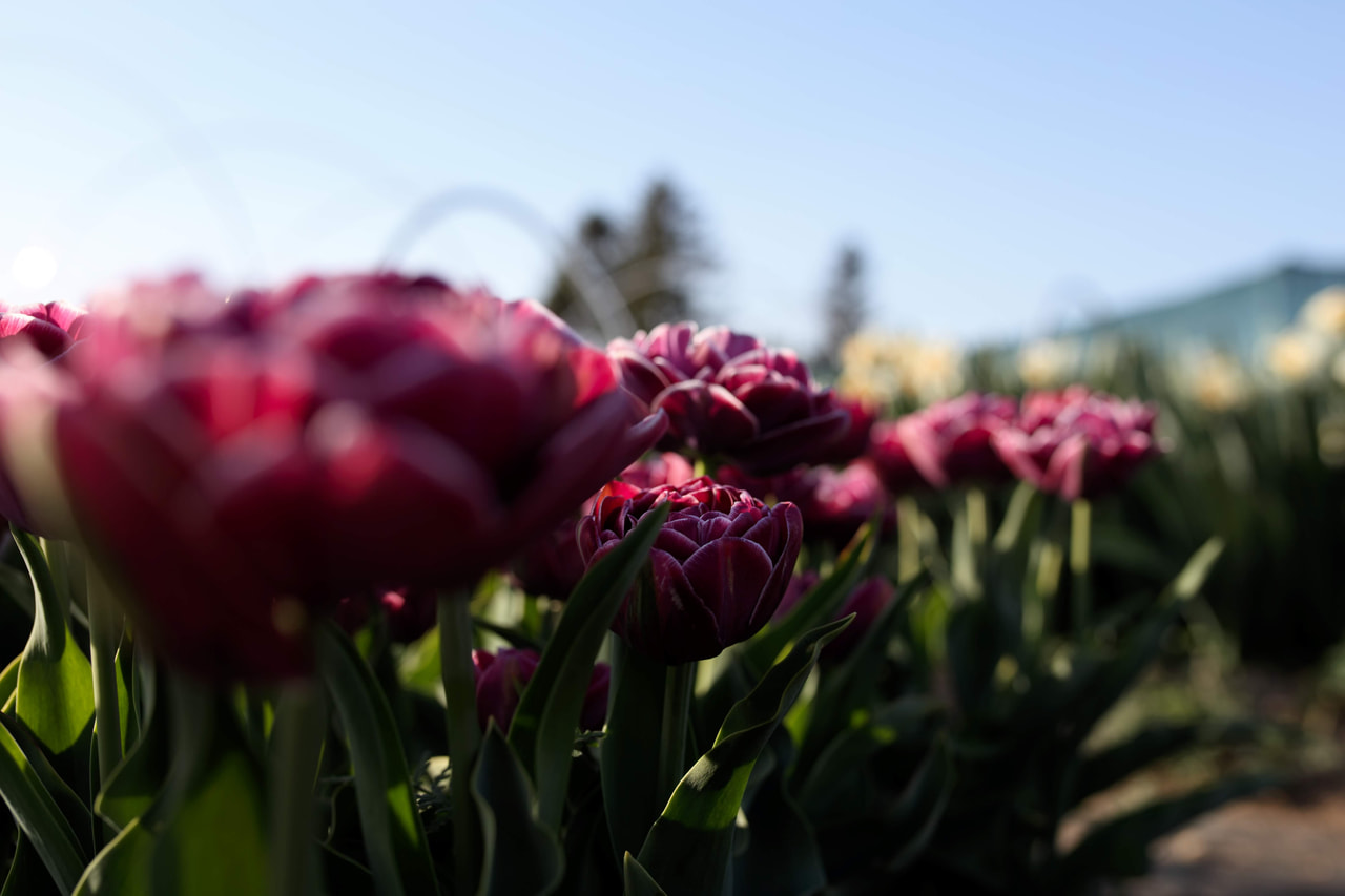 Tulipán Dream Touch, Loukykvět