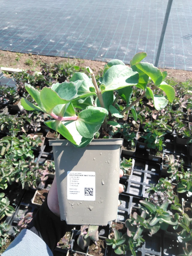 Maksaruoho Matrona - 13. 5. 2025