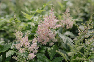 Astilbe Europa, Loukykvět