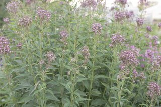 Verbena hastata Pink Spires, Loukykvět