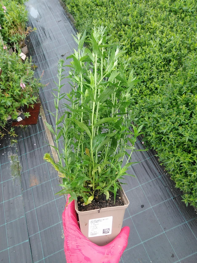 New York Aster Fellowship - 29. 7. 2025