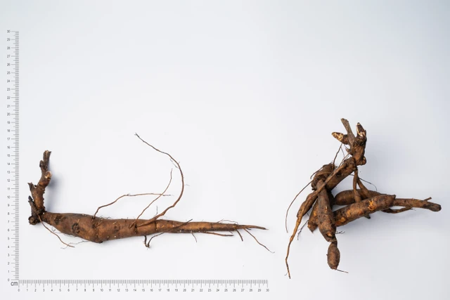 Pivoňka Pink Hawaiian Coral - 2024