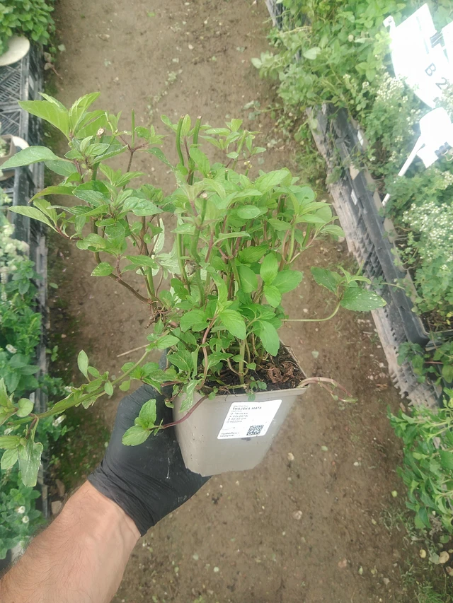 Menta tailandesa - 10. 9. 2025