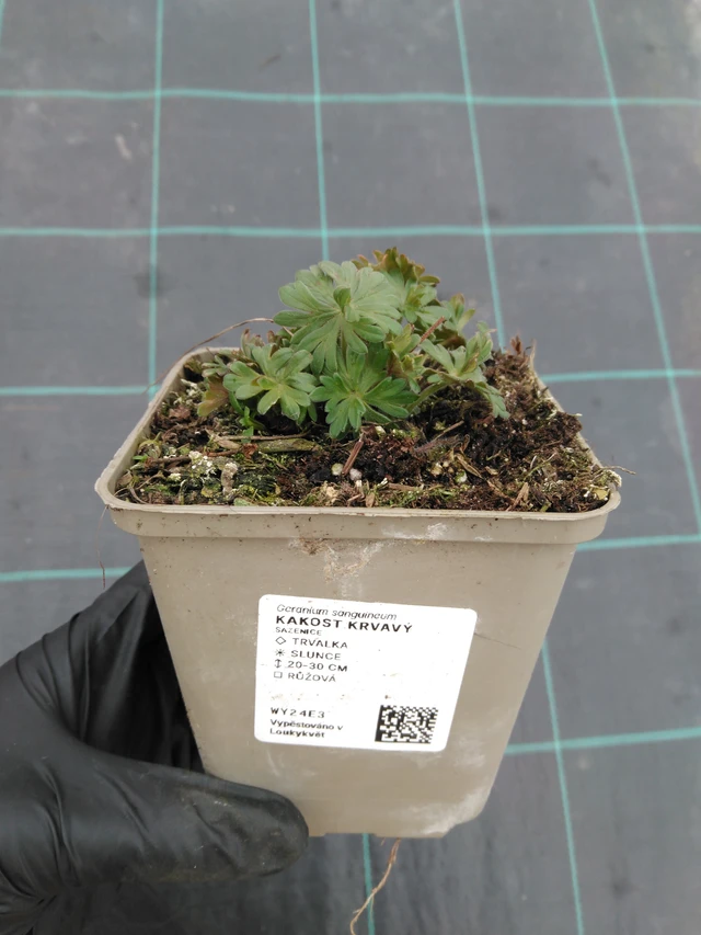 Piros gólyaorr - 1. 4. 2026