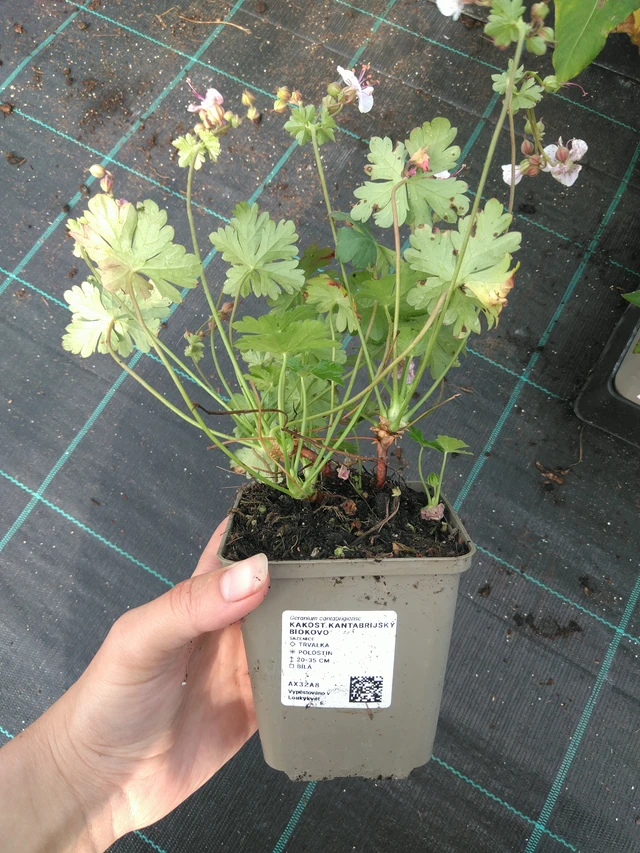 Kurjenpolvi Biokovo - 11. 7. 2025