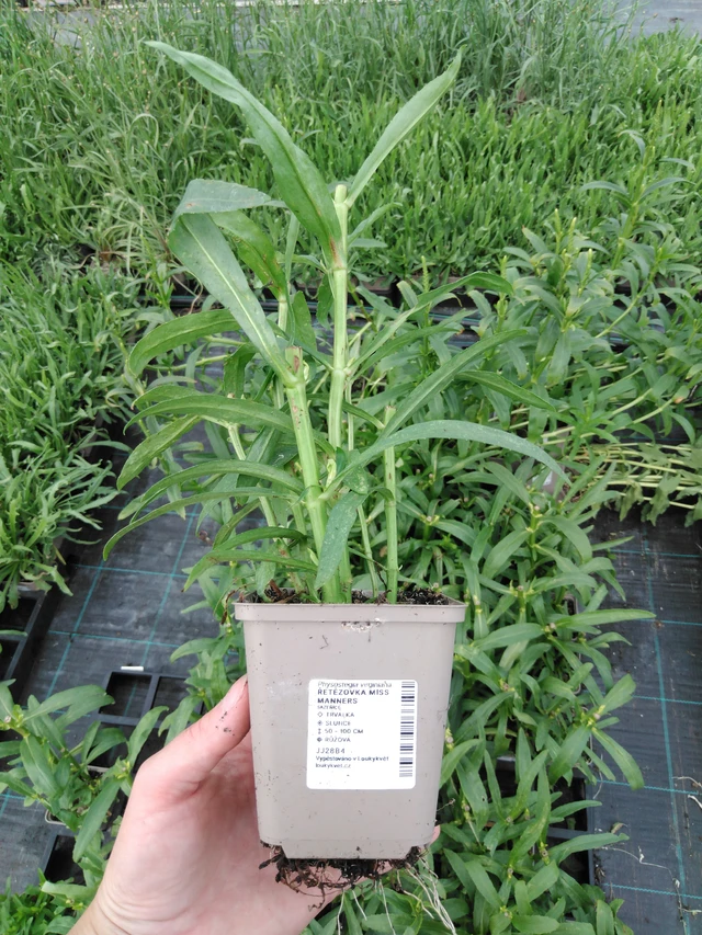 Fisostegia Miss Manners - 2024