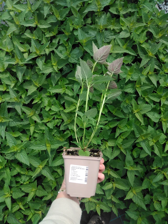 Iisoppi Black Adder - 2024