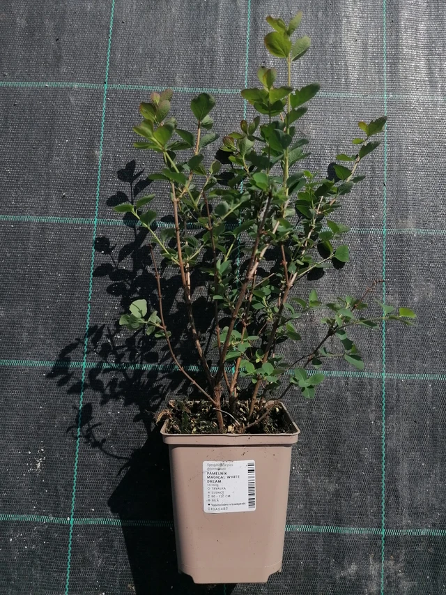 Snowberry Magical White Dream - 2024