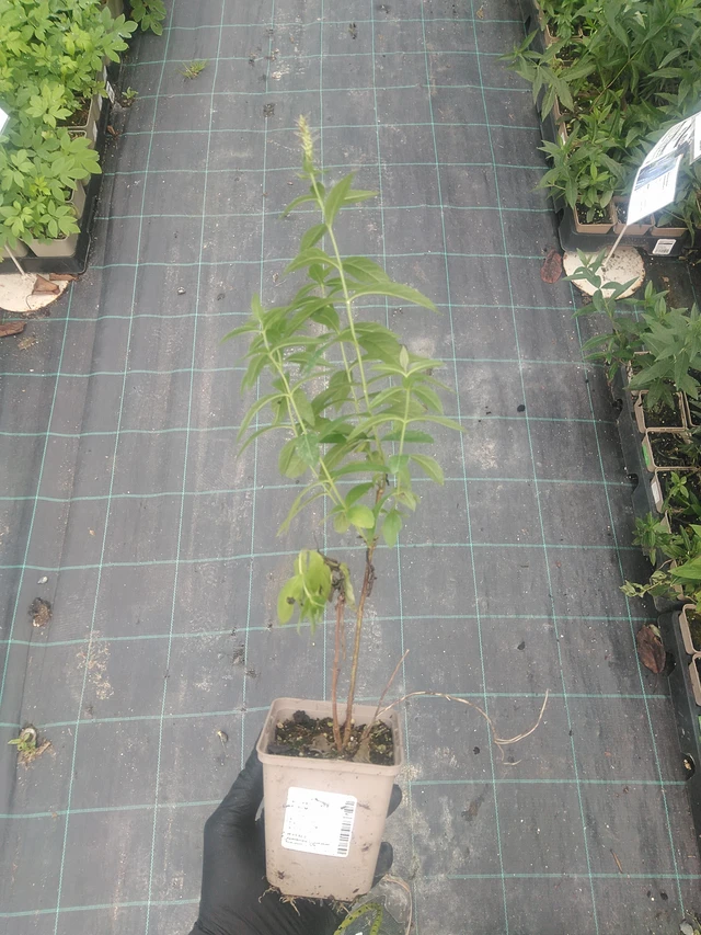 Rozrazilovec Album - 10. 9. 2025