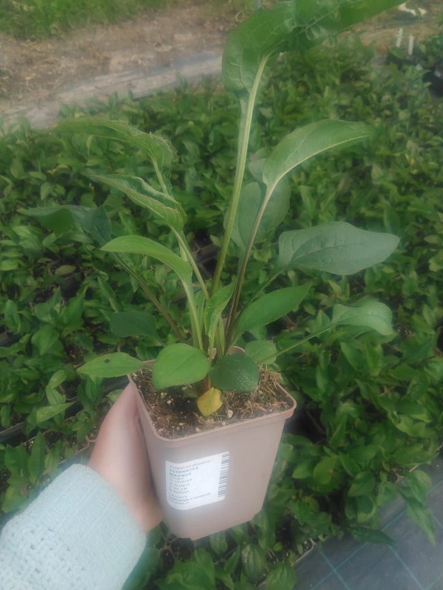 Echinacea Magnus - 2024