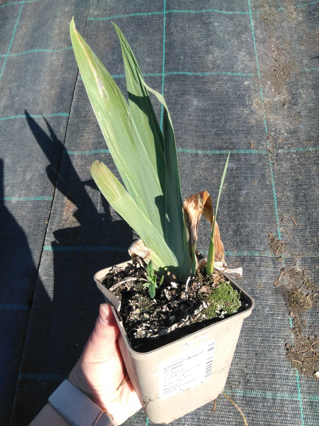 Iiris Empress of India - 3. 4. 2025