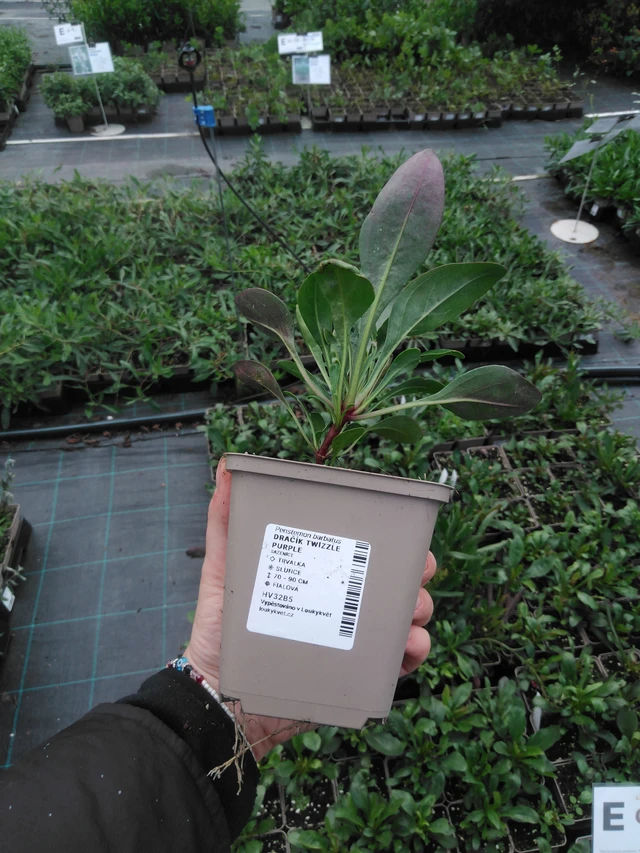 Flor de dragón Twizzle Purple - 2024