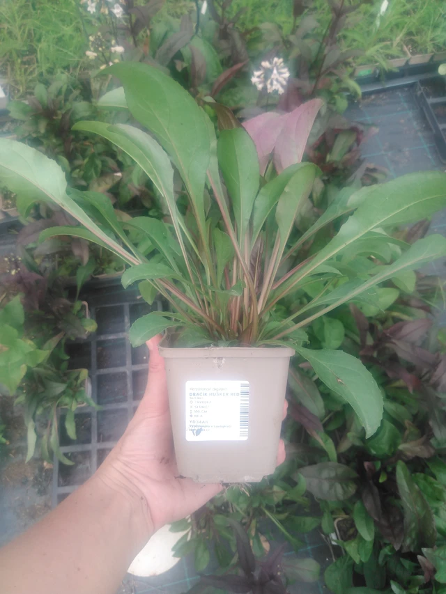 Penstemon Husker Red - 2024